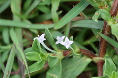 Spermacoce articularis